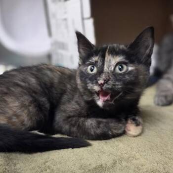 Doo -  Domestic Short Hair Cat for Adoption in Westland, Michigan - Doo | PetCurious