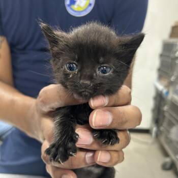 Tsunami -  Domestic Short Hair Cat for Adoption in Newark, New Jersey - Tsunami | PetCurious