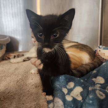 Biscuits -  Domestic Short Hair Cat for Adoption in Evensville, Tennessee - Biscuits | PetCurious
