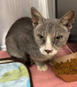 Atticus -  Domestic Short Hair Cat for Adoption in Hartsville, South Carolina - Atticus | PetCurious