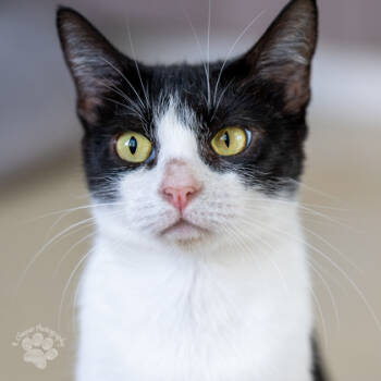 Rescue Domestic Short Hair Cats for Adoption in Honolulu, Hawaii - Sudoku | PetCurious