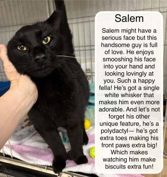 Salem -  Domestic Short Hair Cat for Adoption in Ellicott City, Maryland - Salem | PetCurious