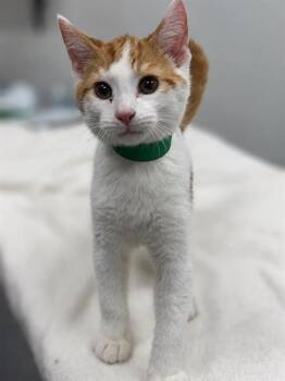 ARTEMISIA VANHO -  Domestic Short Hair Cat for Adoption in Peoria, Illinois - ARTEMISIA VANHO | PetCurious