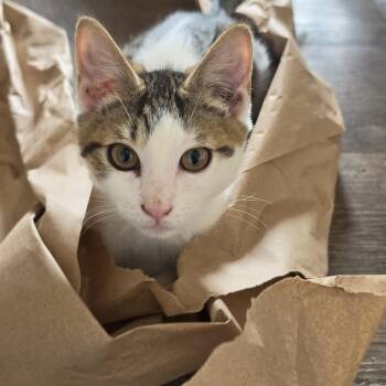 Jason -  American Shorthair Cat for Adoption in Pendleton, Oregon - Jason | PetCurious