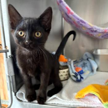 Whisker -  Domestic Short Hair Cat for Adoption in Blackfoot, Idaho - Whisker | PetCurious