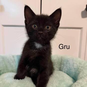 Gru (yellow collar) -  Domestic Short Hair Cat for Adoption in Chilliwack, British Columbia - Gru (yellow Collar) | PetCurious