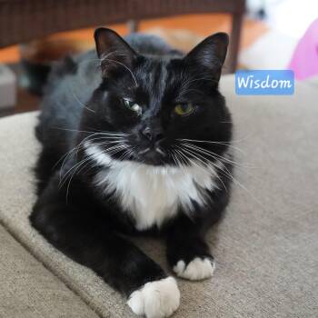 Maine Coon and Tuxedo Cats Available for Adoption in Yorba Linda, California - :::Wisdom::: | PetCurious