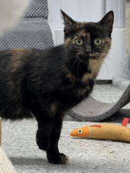 Rescue Domestic Short Hair Cats for Adoption in Wautoma, Wisconsin - Apache | PetCurious