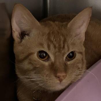 rust collar -  Domestic Short Hair Cat for Adoption in Galveston, Texas - Rust Collar | PetCurious