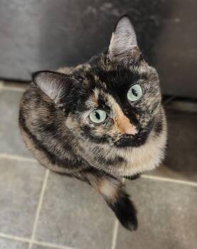 Wednesday -  Domestic Short Hair Cat for Adoption in Wheaton, Illinois - Wednesday | PetCurious