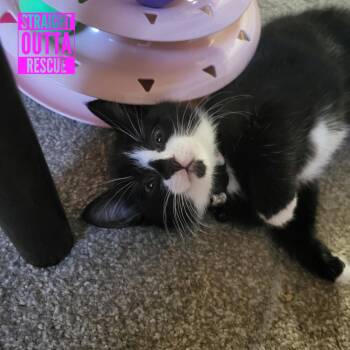 Agatha -  Domestic Short Hair Cat for Adoption in Vancouver, British Columbia - Agatha | PetCurious