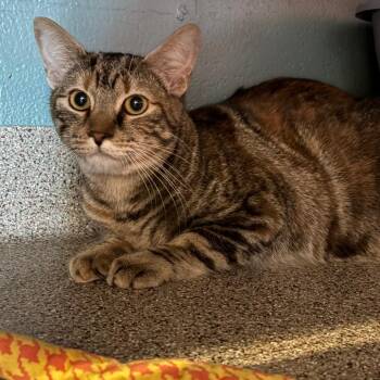 Domestic Short Hair Cats Available for Adoption - Jessie | PetCurious