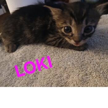 Rescue Domestic Short Hair Cats for Adoption in Baytown, Texas - Loki | PetCurious