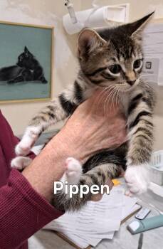 Pippen -  Domestic Short Hair Cat for Adoption in Plattsburgh, New York - Pippen | PetCurious