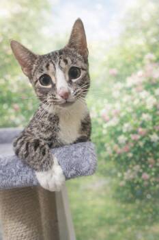 Domestic Short Hair Cats Available for Adoption - Hope | PetCurious