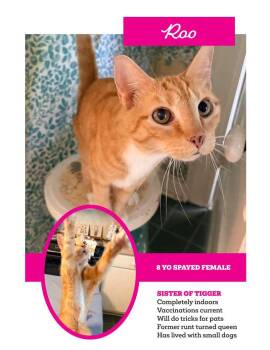Roo-ALREADY SPAYED -  Domestic Short Hair Cat for Adoption in Franklin, Tennessee - Roo-ALREADY SPAYED | PetCurious