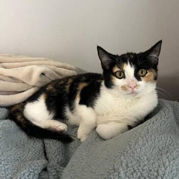 Domestic Short Hair Cats Available for Adoption in Candler, North Carolina - Peekaboo | PetCurious