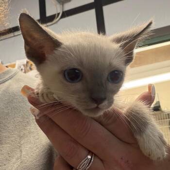 Luke -  Domestic Short Hair Cat for Adoption in Lake Jackson, Texas - Luke | PetCurious
