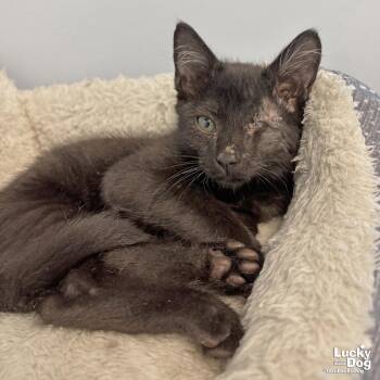 Poe -  Domestic Short Hair Cat for Adoption in Washington, District Of Columbia - Poe | PetCurious