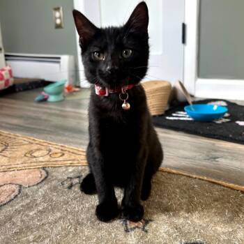 Rasp -  Domestic Short Hair Cat for Adoption in Maple Shade, New Jersey - Rasp | PetCurious