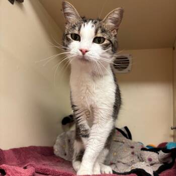 Peanut -  Domestic Short Hair and Mixed Breed Cat for Adoption in South Elgin, Illinois - Peanut | PetCurious