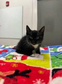Spanky -  Domestic Short Hair Cat for Adoption in Kansas City, Missouri - Spanky | PetCurious