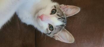 Rita -  Domestic Short Hair Cat for Adoption in Diamond Springs, California - Rita | PetCurious