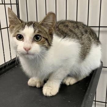 Rescue Domestic Short Hair Cats for Adoption in Cleveland, Mississippi - Sidas | PetCurious