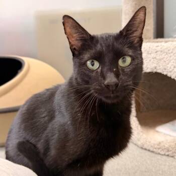 Mickey -  Domestic Short Hair Cat for Adoption in Gainesville, Florida - Mickey | PetCurious