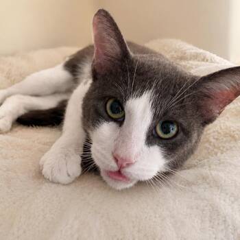 Gizmo -  Domestic Short Hair Cat for Adoption in Hopewell, Virginia - Gizmo | PetCurious