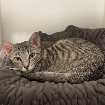 Celestia -  Domestic Short Hair Cat for Adoption in West Palm Beach, Florida - Celestia | PetCurious