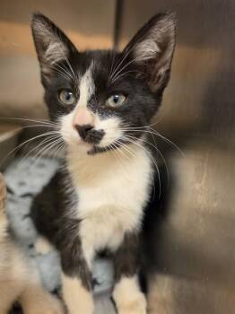 LUCY -  Domestic Short Hair Cat for Adoption in South Lake Tahoe, California - LUCY | PetCurious