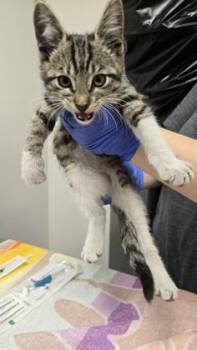 Flurry -  Domestic Short Hair Cat for Adoption in Sacramento, California - Flurry | PetCurious