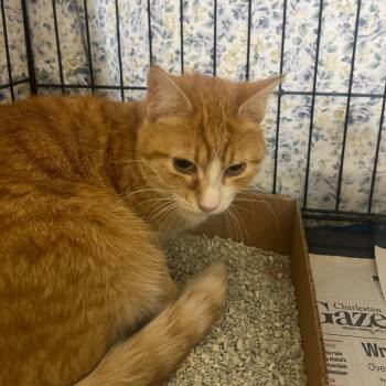 Domestic Short Hair Cats Available for Adoption - Susie | PetCurious