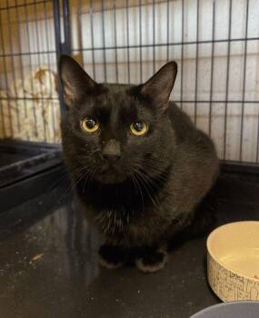 Domestic Short Hair Cats Available for Adoption - Kismet | PetCurious