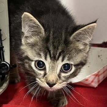 Monopoly -  Domestic Short Hair Cat for Adoption in Dearborn, Michigan - Monopoly | PetCurious