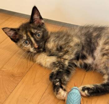 Tortellini -  Domestic Short Hair Cat for Adoption in Nashville, Tennessee - Tortellini | PetCurious