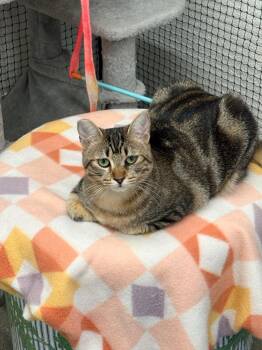 Rylee -  Domestic Short Hair Cat Available for Adoption in Napa, California - Rylee | PetCurious