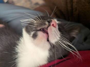 Pibble -  Domestic Short Hair Cat for Adoption in Statesboro, Georgia - Pibble | PetCurious