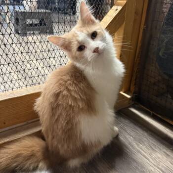 Flint -  Domestic Medium Hair Cat for Adoption in East Amherst, New York - Flint | PetCurious