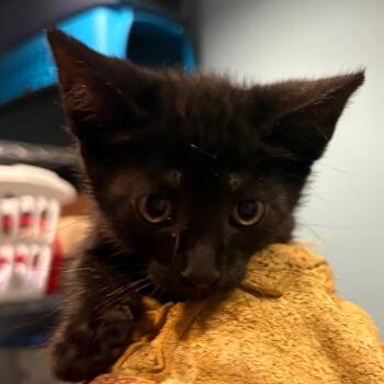 Habanero -  Domestic Short Hair Cat for Adoption in Chattanooga, Tennessee - Habanero | PetCurious