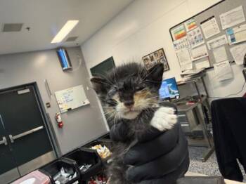 A1926317 -  Domestic Short Hair Cat for Adoption in Thousand Palms, California - A1926317 | PetCurious