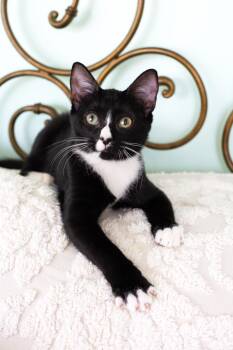 Bijou -  Domestic Short Hair Cat for Adoption in Charlotte, North Carolina - Bijou | PetCurious