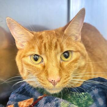 Pumpkin -  Domestic Short Hair Cat for Adoption in Pullman, Washington - Pumpkin | PetCurious