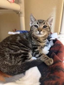 Elvira -  Domestic Short Hair Cat for Adoption in Pleasanton, California - Elvira | PetCurious