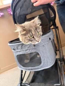 Apollo -  Domestic Long Hair Cat for Adoption in La Porte, Indiana - Apollo | PetCurious