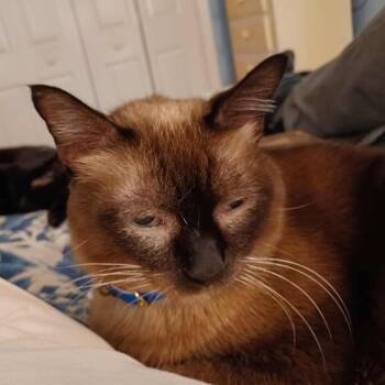 Rescue Siamese Cats for Adoption - Caramelo | PetCurious
