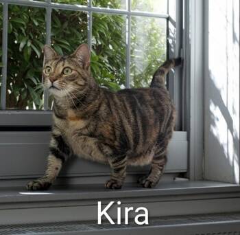 Kira -  Domestic Short Hair Cat for Adoption in Jim Thorpe, Pennsylvania - Kira | PetCurious
