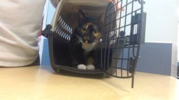 Domestic Short Hair Cats Available for Adoption - TULIP | PetCurious