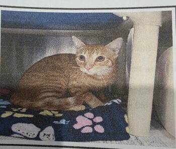 Domestic Short Hair Cats Available for Adoption - Jimmy | PetCurious